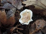 Hygrophorus roseobrunneus image