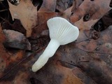Hygrophorus roseobrunneus image