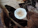 Hygrophorus roseobrunneus image