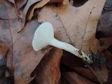 Hygrophorus roseobrunneus image