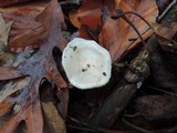 Hygrophorus roseobrunneus image