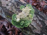 Oxyporus populinus image
