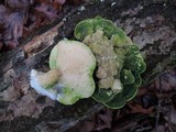 Oxyporus populinus image