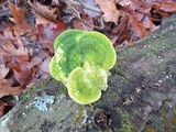 Oxyporus populinus image