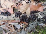 Exidia crenata image