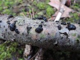 Exidia crenata image