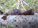Exidia crenata image
