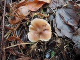 Hygrocybe colemanniana image