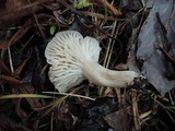 Hygrocybe colemanniana image