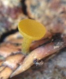 Chloroscypha alutipes image