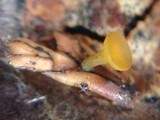 Chloroscypha alutipes image