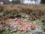 Dibaeis baeomyces image