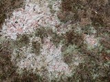 Dibaeis baeomyces image