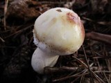 Suillus neoalbidipes image
