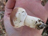 Suillus neoalbidipes image