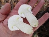 Suillus neoalbidipes image