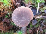 Polyporus brumalis image