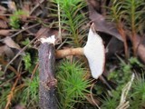 Polyporus brumalis image