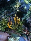 Calocera viscosa image