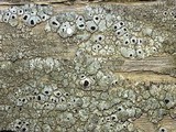 Thelomma occidentale image