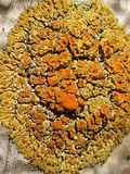 Xanthoria tenax image