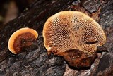 Gloeophyllum sepiarium image