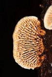 Gloeophyllum sepiarium image