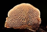 Gloeophyllum sepiarium image