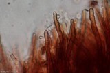 Fomitiporia robusta image