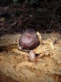 Pluteus exilis image