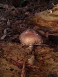 Pluteus exilis image