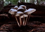 Mycena maculata image