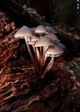 Mycena maculata image