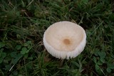 Xerula megalospora image