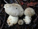 Tricholoma pardinum image