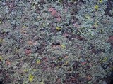 Phaeophyscia pusilloides image
