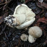 Tricholoma pardinum image