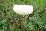 Xerula megalospora image