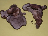Sarcodon subfelleus image