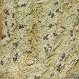 Arthothelium norvegicum image