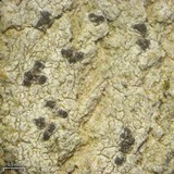 Arthothelium norvegicum image
