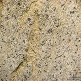 Arthothelium norvegicum image