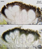 Arthothelium norvegicum image