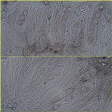 Ainoa geochroa image
