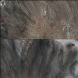 Ainoa geochroa image