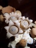 Geastrum schweinitzii image