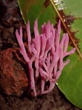 Clavaria zollingeri image