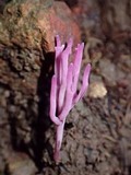 Clavaria zollingeri image