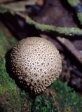 Scleroderma duckei image
