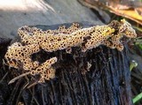 Polycephalomyces tomentosus image